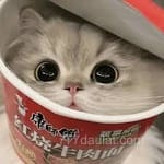 Avatar of Fiza Malik